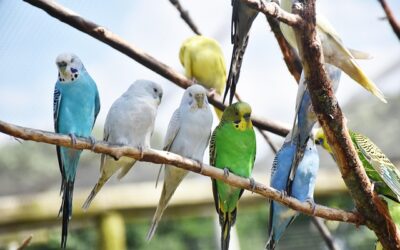 Séances collectives – Saison 2025/2026