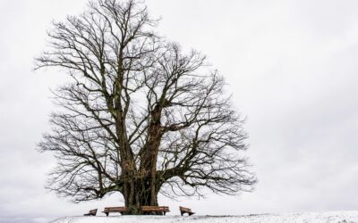 L’algorithme ne connaît pas l’hiver. Nous, si.
